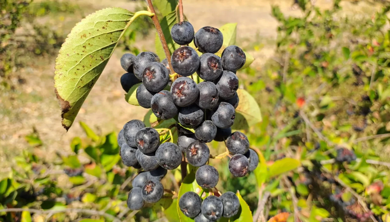 Sakarya'da süper meyve aronya hasadı başladı, 135 ton ürün bekleniyor