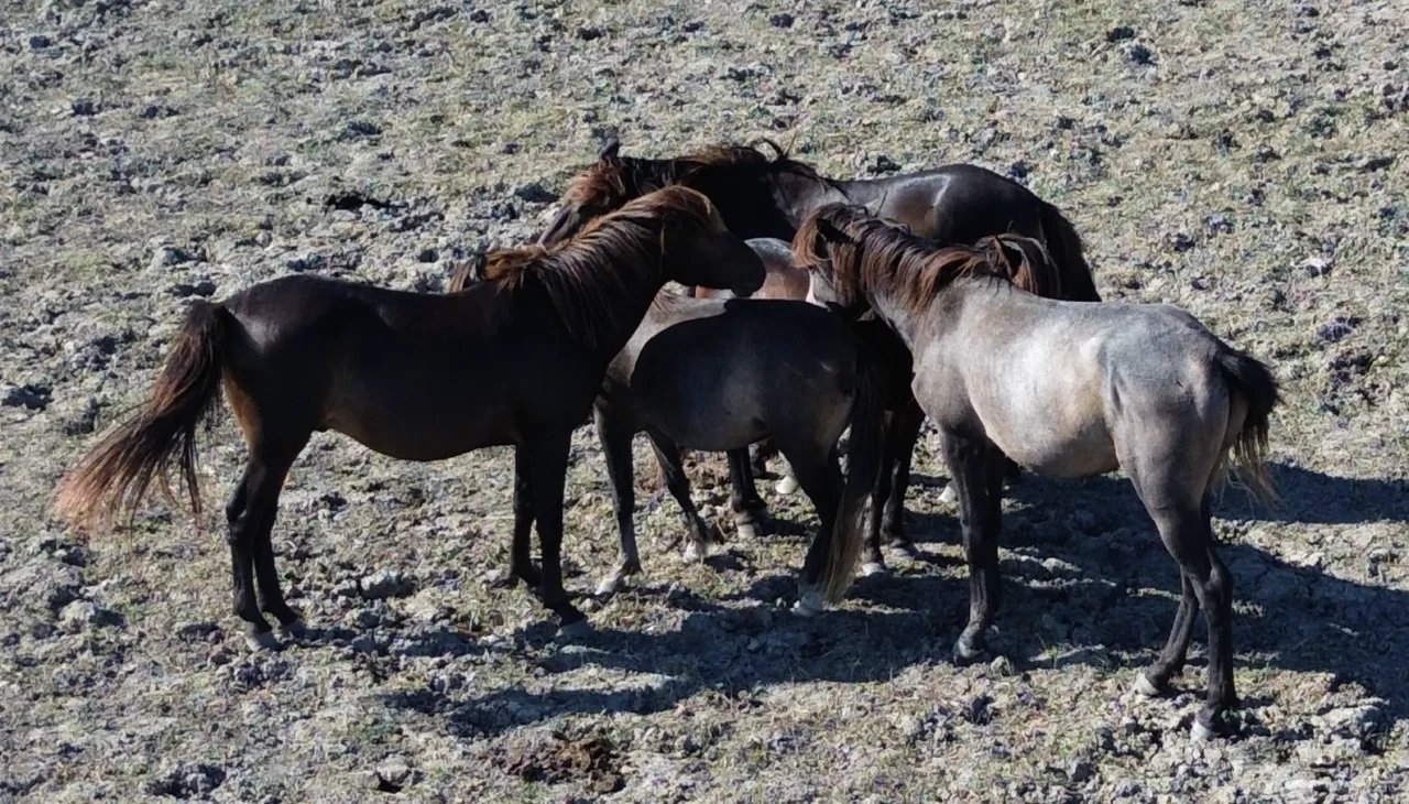 Kızılırmak Deltası'nda 450 yılkı atı doğal hayatını sürdürüyor