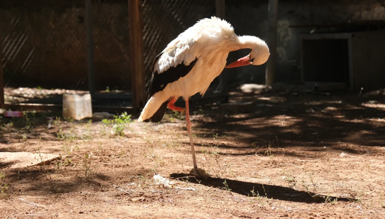 Bingöl'de kaybolan bacağına 3D protez takılan leylek "Pamuk" hayata dönüyor