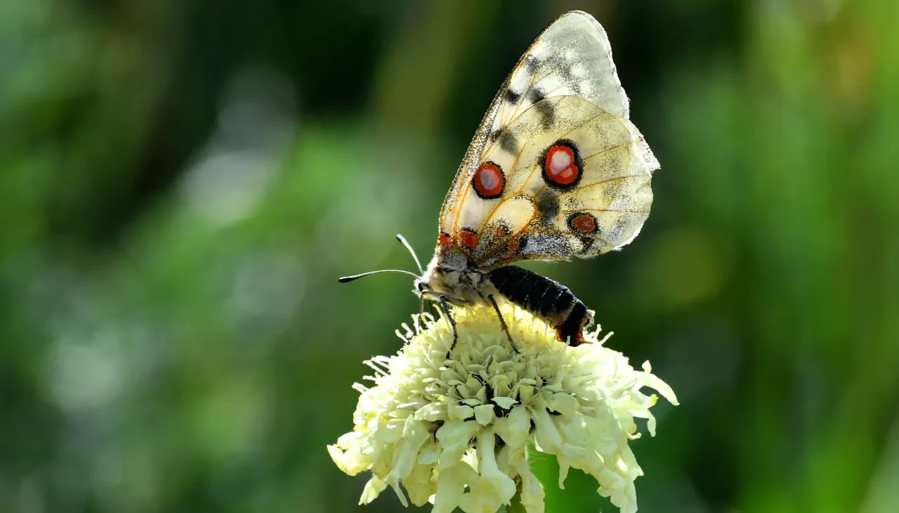 Kars'ta sonbahar güzelliği: Rengarenk kelebekler doğayı şenlendiriyor