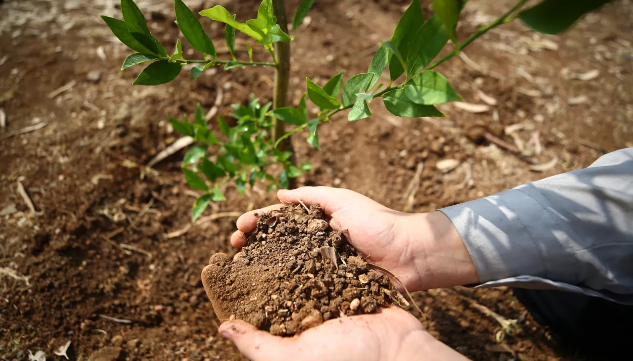Adana'da öğrenciler "Yeşil Vatan" için fidan dikti