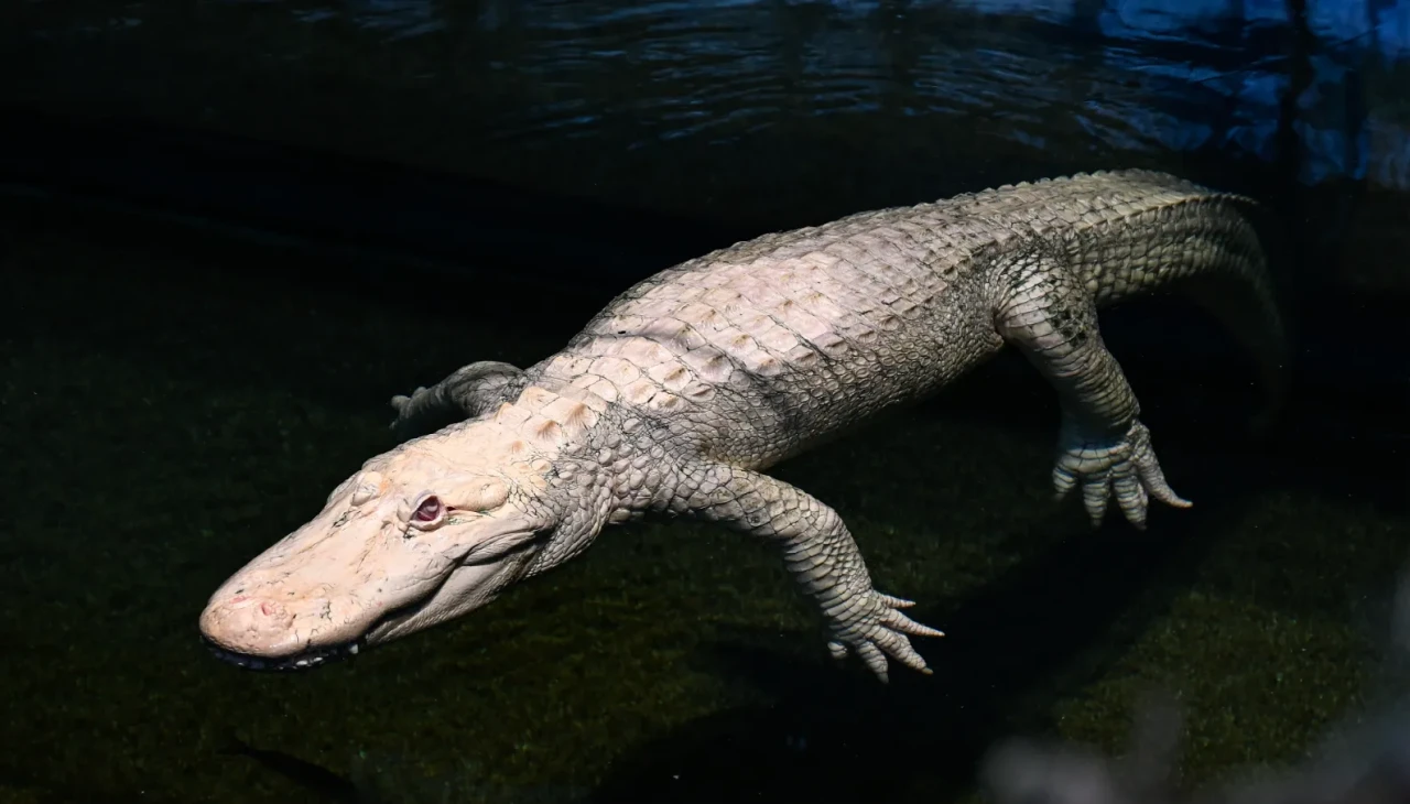 California Bilim Akademisi’nde Claude’un 30. doğum günü etkinliği