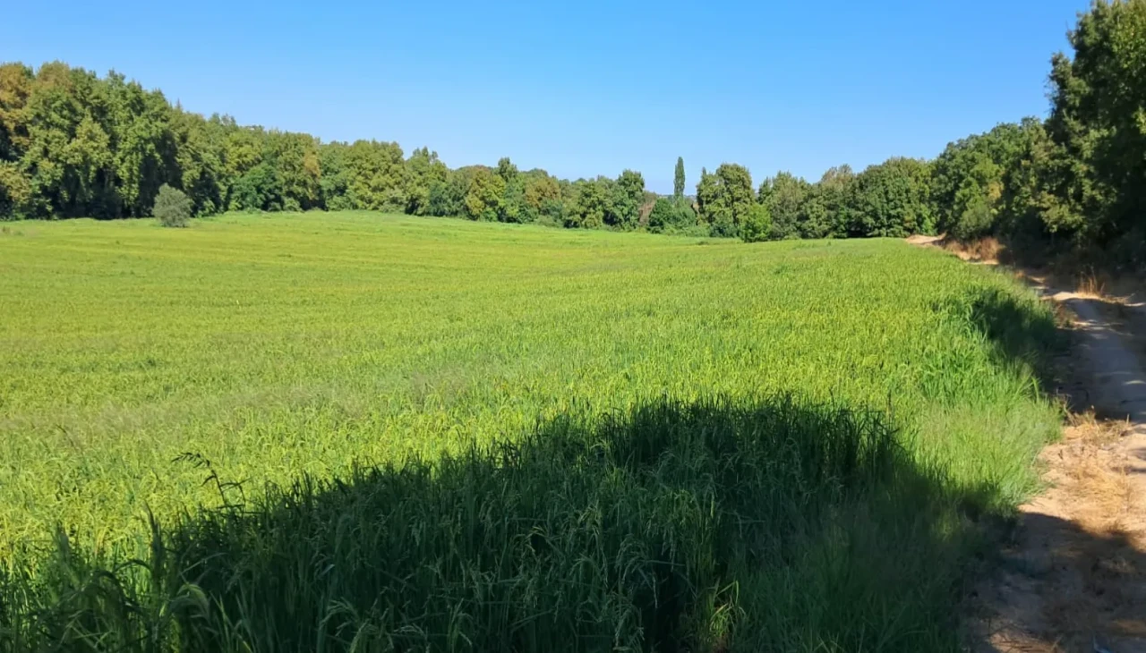 Çeltikte damla sulama ile su tasarrufu ve verim artışı