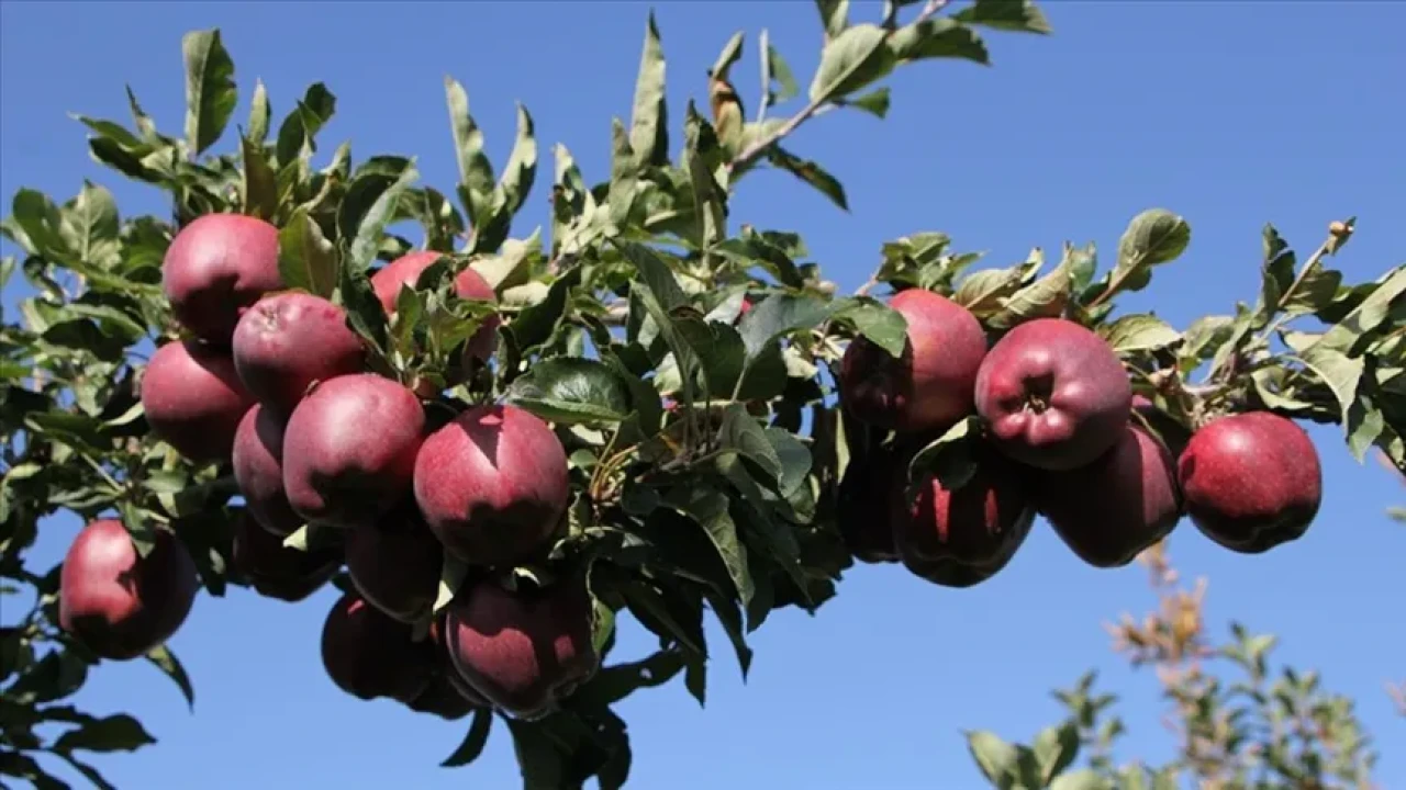 Elma gerçekten sağlığınız için bir mucize mi? İşte bilmeniz gerekenler