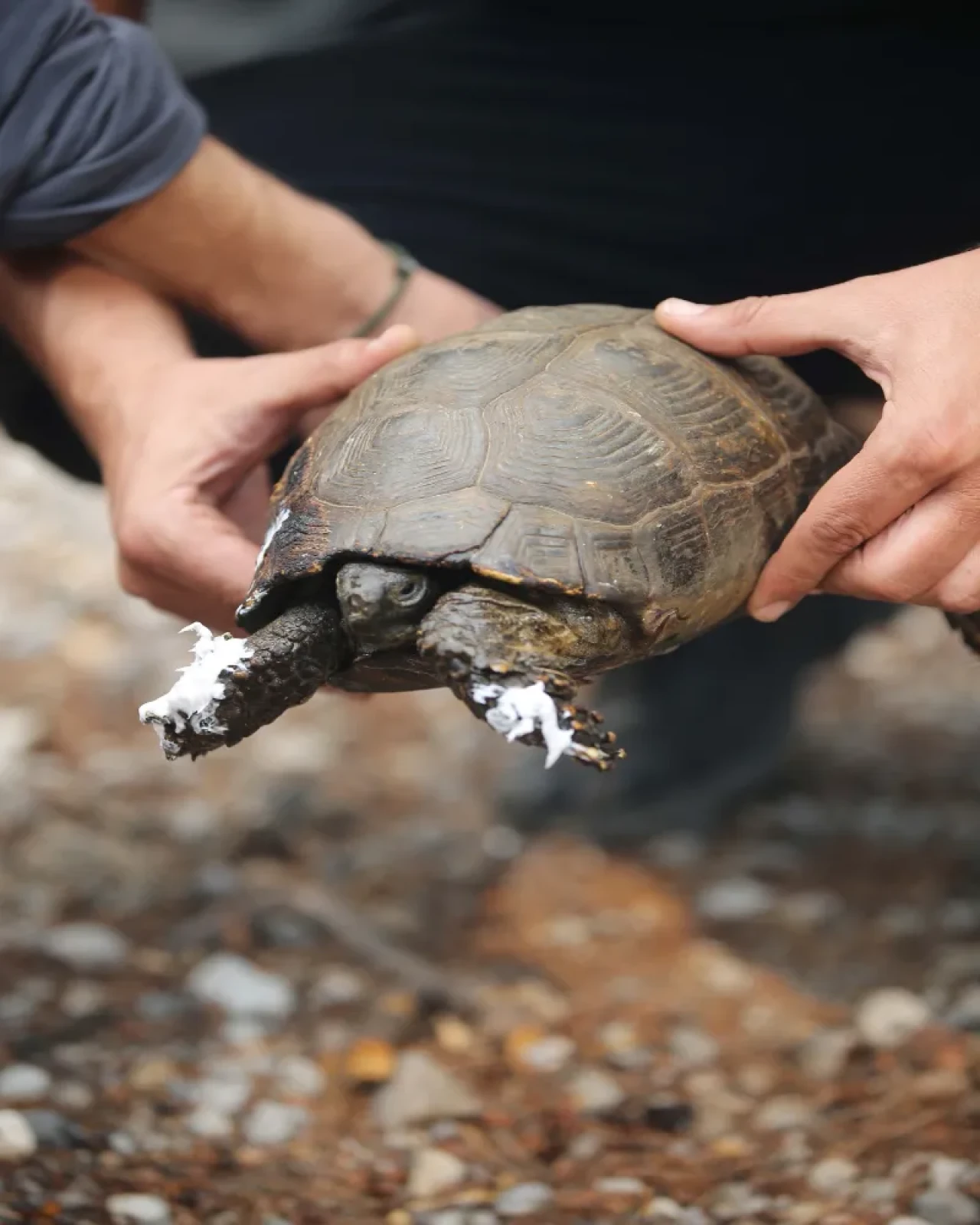 Muğla UMKE ekipleri: Yangın bölgesinde hayvan kurtarma