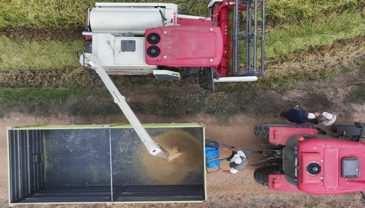 Edirne'de çeltik hasadı başladı: Beklentiler yüksek, verim sevindiriyor