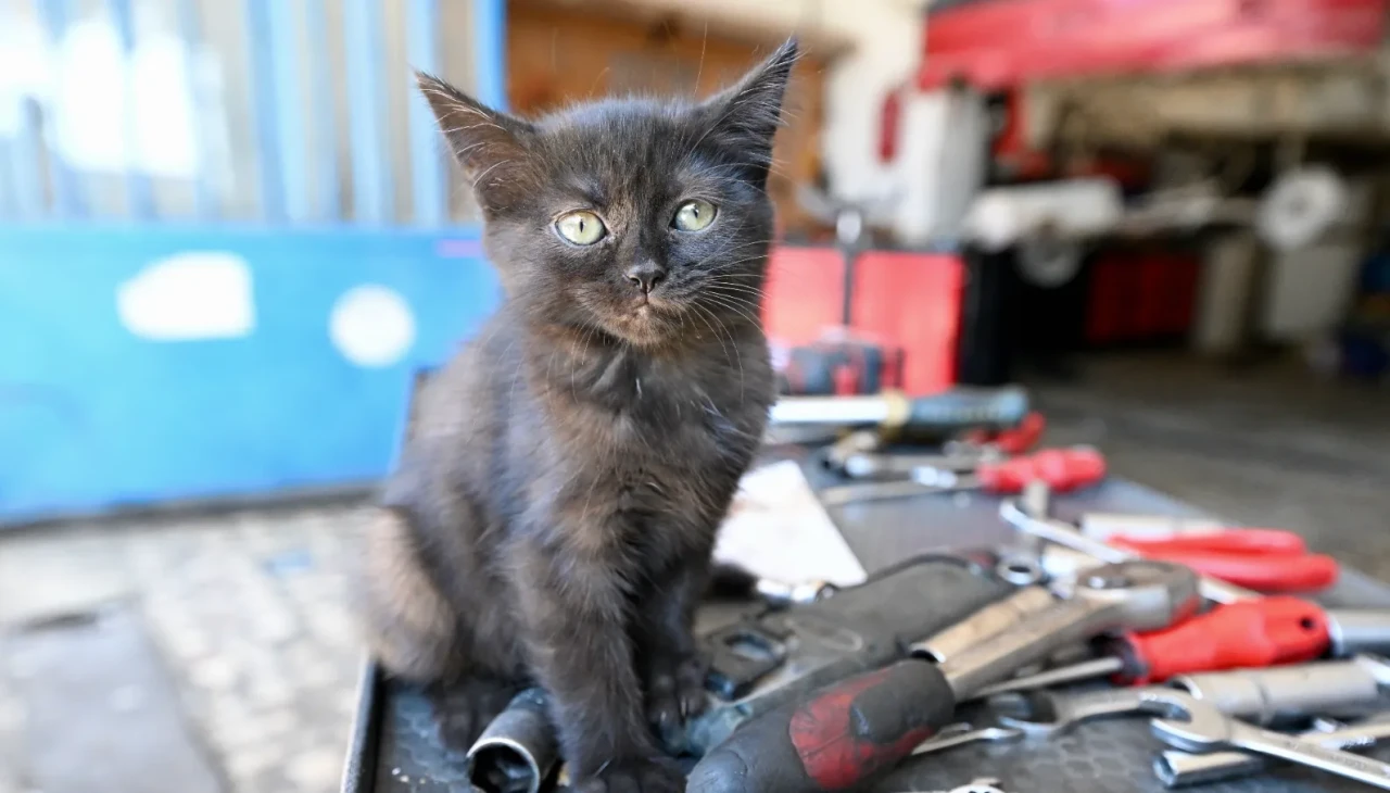 Düzce'de motordan çıkan kedi "Çırak" tamirhanenin yeni maskotu oldu