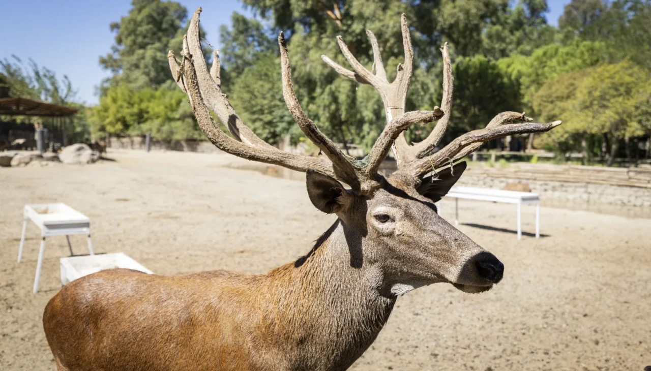 İzmir’de tedavi edilen kızıl geyik “Paşa” doğal yaşam parkındaki sürüsüne katıldı