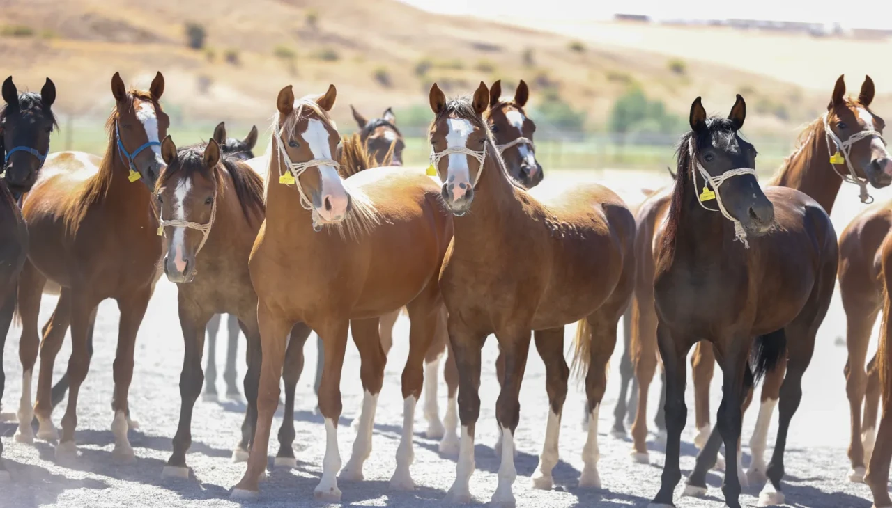 Malatya’da safkan arap taylarından 210 Milyon lira gelir elde edildi