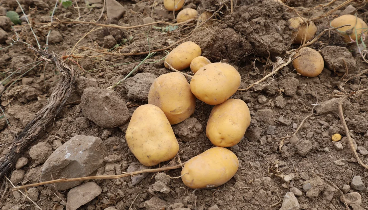 Çankırı'nın atıl arazileri patatesle canlanıyor: Hasat dönemi başladı