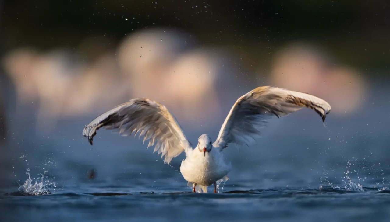 Kocaçay Deltası'nda sonbahar göçü: Martı türleri artıyor
