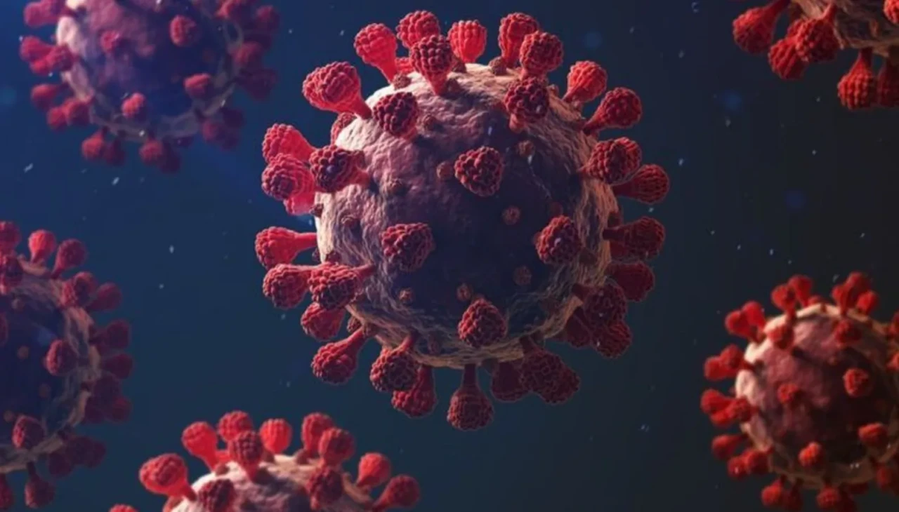 Dünya Sağlık Örgütü listesinde: Nipah virüsüne karşı aşı yok