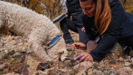 Ankara Üniversitesi'nden dev adım: 120 mantar türü yapay zeka ile sınıflandırılıyor