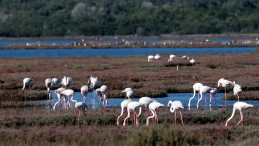 Muğla’nın ulusal sulak alanı göçmen kuşlarla doldu