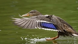 İngiltere'de kuş gribi kontrol altına alındı mı? Bazı bölgelerde kısıtlamalar kaldırıldı