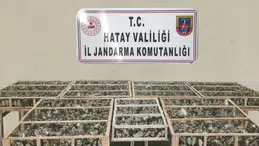 Traktör römorkunda 2 bin 114 saka kuşu yakalandı