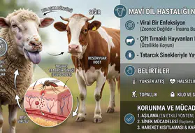 İngiltere’de mavi dil hastalığı alarmı: Vakalar hızla artıyor