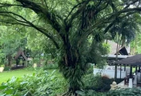 In Workshop, United States and Indonesia Join Forces to Combat Timber and Wildlife Trafficking