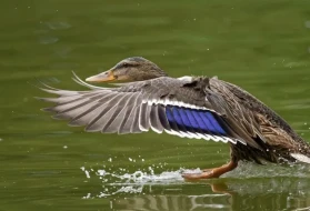 İngiltere'de kuş gribi kontrol altına alındı mı? Bazı bölgelerde kısıtlamalar kaldırıldı