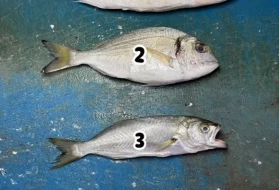 Denizlerin Dört Atlısı: Barbun mu, Lüfer mi? Sosyal medyada tartışmalar kızışıyor