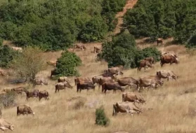 Sivas hayvancılığında alarm zilleri: Büyükbaş varlığı eriyor