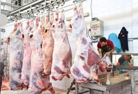 Bayramın ilk gününde acil servisler doldu taştı: 13 bin 513 acemi kasap kurban keserken yaralandı
