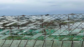 Antalya'da sağanak ve dolu seraları vurdu, ürünler zarar gördü