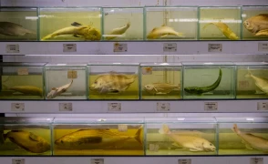 Türkiye'de balık türleri hızla tükeniyor: 550 türden çoğu kayboldu