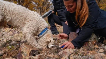 Ankara Üniversitesi'nden dev adım: 120 mantar türü yapay zeka ile sınıflandırılıyor