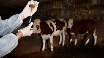 Tokat'ta şap hastalığı nedeniyle hayvan pazarları kapatıldı, aşılama çalışmaları başladı