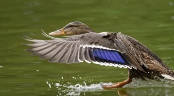 İngiltere'de kuş gribi kontrol altına alındı mı? Bazı bölgelerde kısıtlamalar kaldırıldı