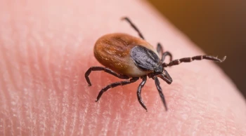 Sivas'ta Kırım Kongo uyarısı: 21 yaşındaki genç can verdi