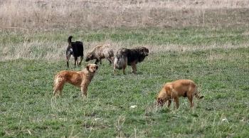 Köpek saldırısına uğrayan 5 yaşındaki Hamza'nın ölümünde belediye başkanına soruşturma izni