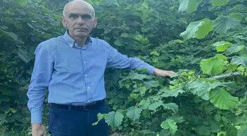Fındık üreticisinin gözü kulağı açıklanacak taban fiyatta: Maliyetler 200 lirayı aştı