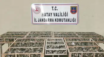 Traktör römorkunda 2 bin 114 saka kuşu yakalandı