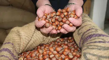 Fındıkta taban fiyat ile serbest piyasa arasındaki makas üreticiyi isyan ettirdi