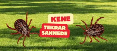 Kenede riskli dönem başladı