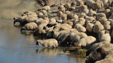 Muş'ta göçerlerin dönüş yolculuğu: Hava soğudu yaylalar boşalıyor