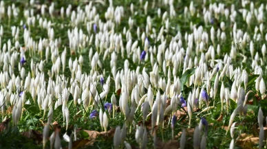 Trabzon yaylalarında sonbahar: Vargit çiçekleri doğayı renklendiriyor