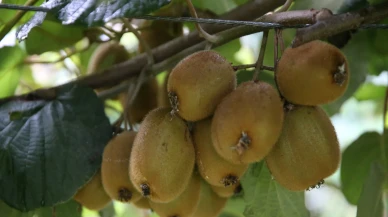 Don etkisiyle rekolte düşüşü: Ordu kivisi 80 liraya ulaştı