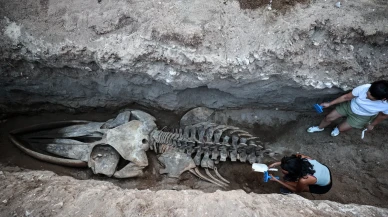 MEÜ’den tarihi proje: 14 metrelik balina iskeleti gün yüzünde