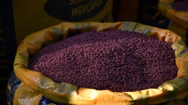 Batman’da 210 çiftçiye 152 ton hibeli mercimek tohumu dağıtıldı