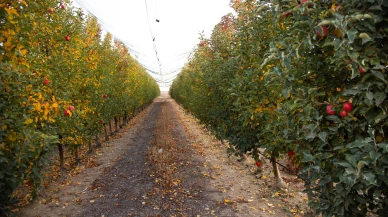 Karaman'da elma sezonu sona eriyor: İşçiler 'Golden' çeşitlerinde titizlikle çalışıyor