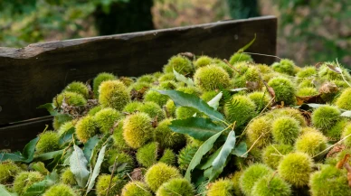 Kemer Mahallesi’nden Türkiye ve Dünyaya Kestane İhracatı