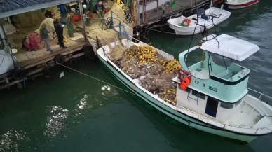 Palamut avında rekor: Türkeli'de balıkçılar geceye damga vurdu