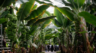 Aras Nehri kıyısında tropikal cennet: İran’ın en büyük serası