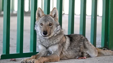 Van'da alıkonulan kurt kurtarıldı: 81 bin lira ceza kesildi
