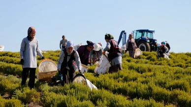 Kocaeli Tıbbi ve Aromatik Bitki Üretiminde Türkiye'nin Merkezi Oluyor