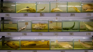 Türkiye'de balık türleri hızla tükeniyor: 550 türden çoğu kayboldu