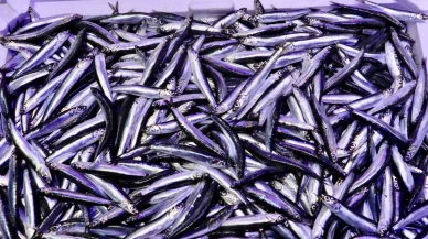 Karadeniz’de bereketli sezon: Hamsi 75 liradan tezgahlarda